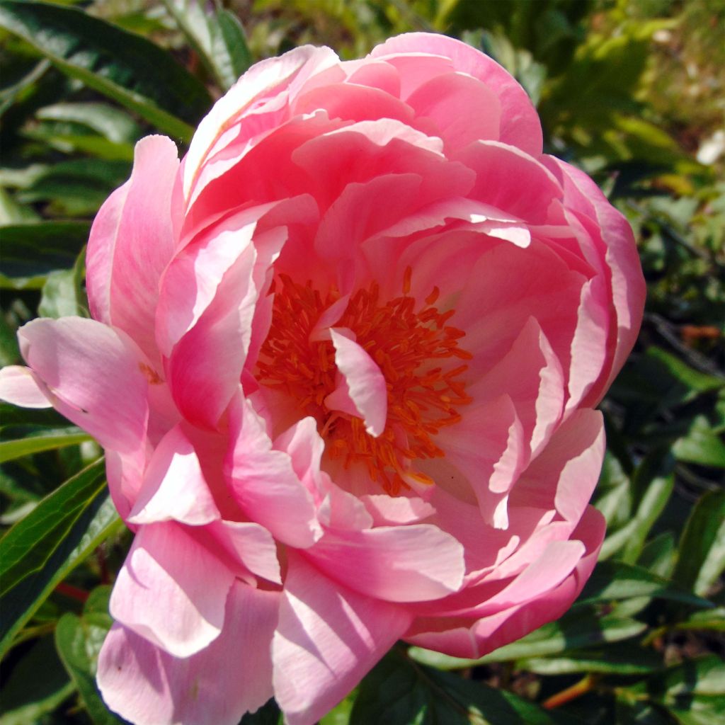 Paeonia lactiflora Coral Charm - Edel-Pfingstrosen