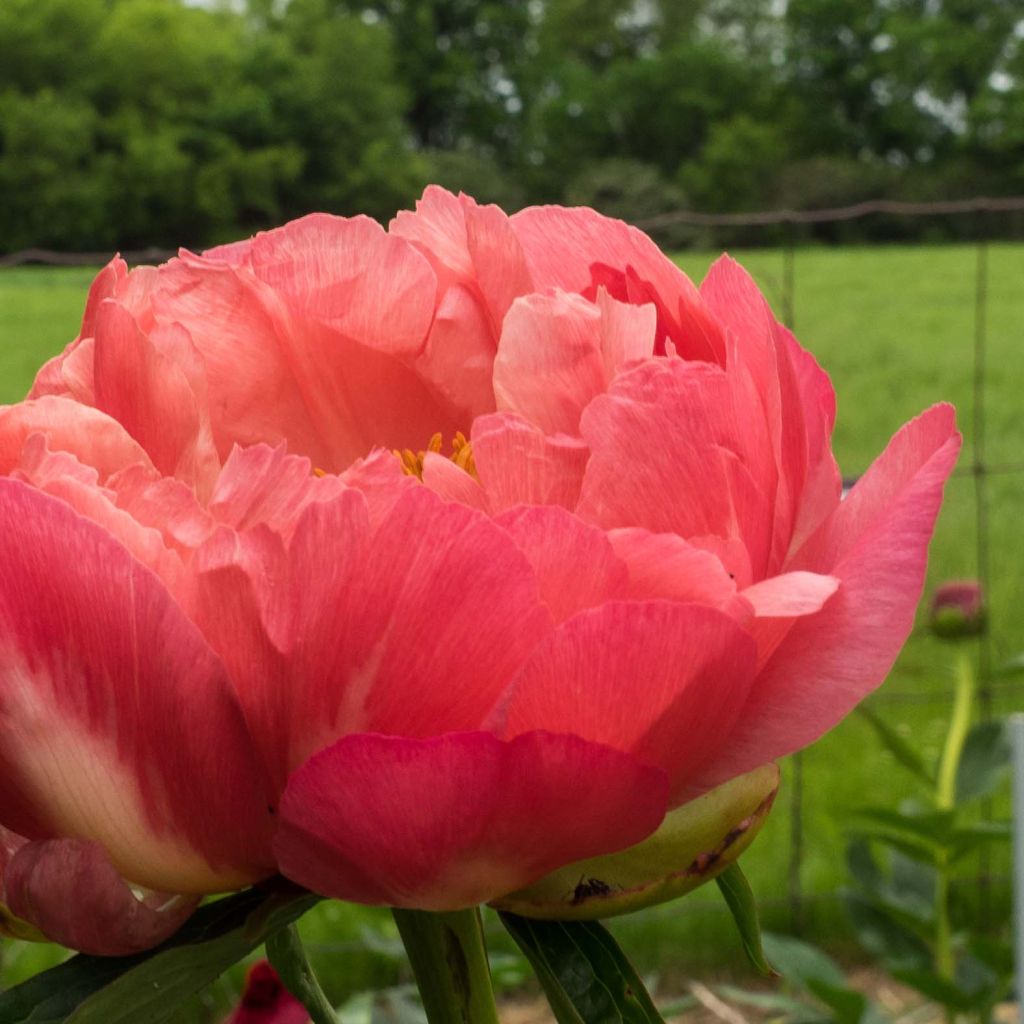 Paeonia lactiflora Coral Charm - Edel-Pfingstrosen
