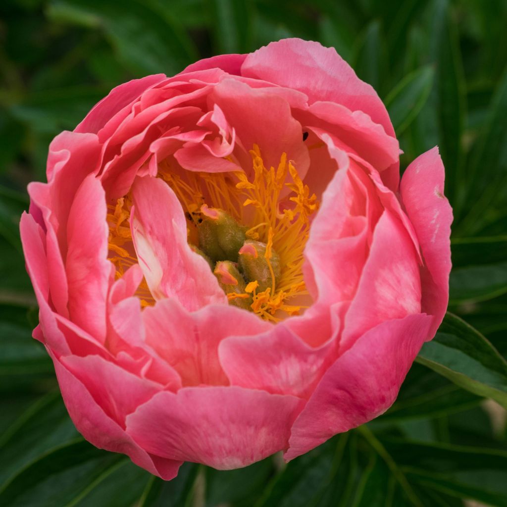 Paeonia lactiflora Pink Hawaiian Coral - Edel-Pfingstrosen