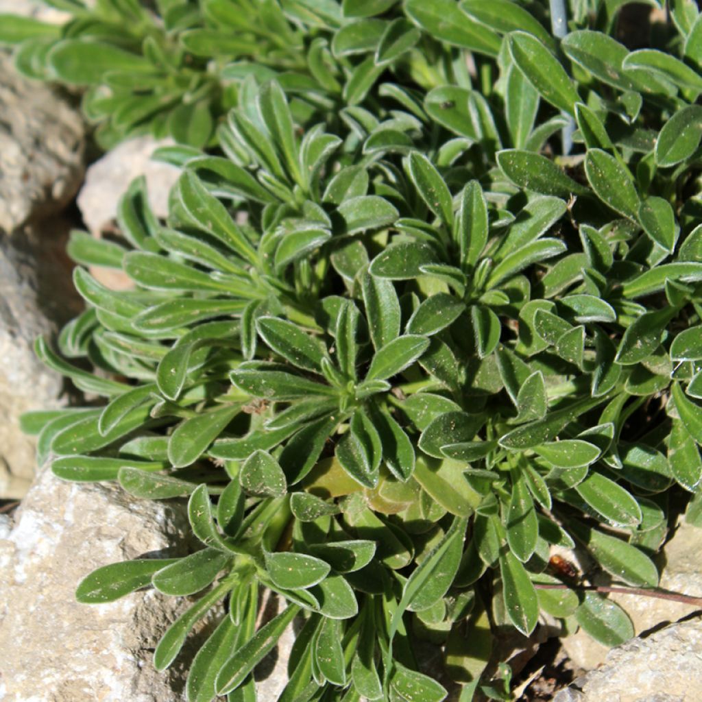 Pallenis maritima Aurelia Gold - Küstenstrandstern