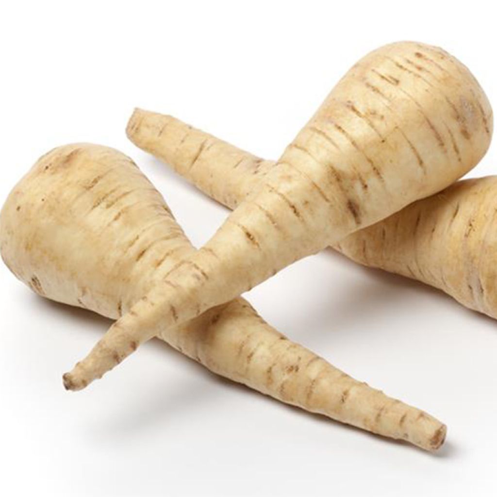 Pastinak Tender And True Bio - Ferme de Sainte Marthe