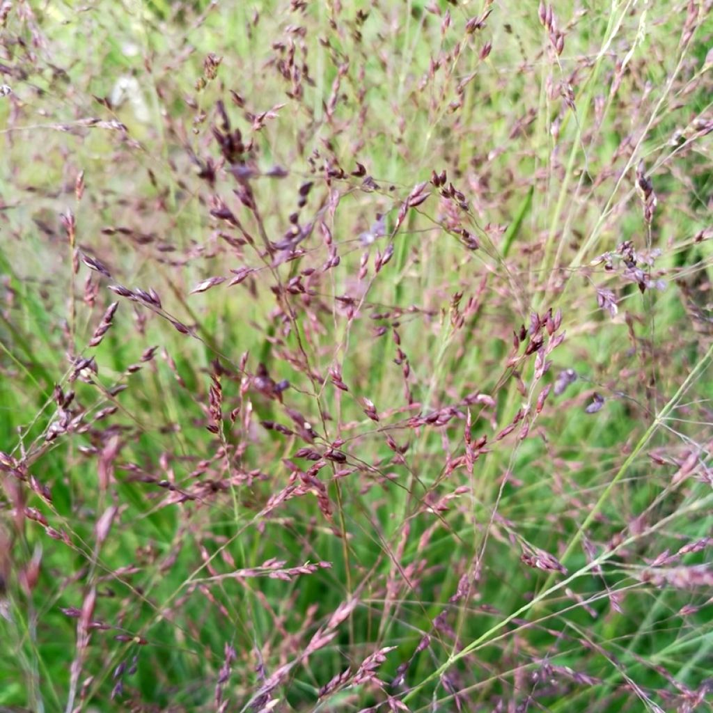 Panic érigé - Panicum virgatum Purple Tears