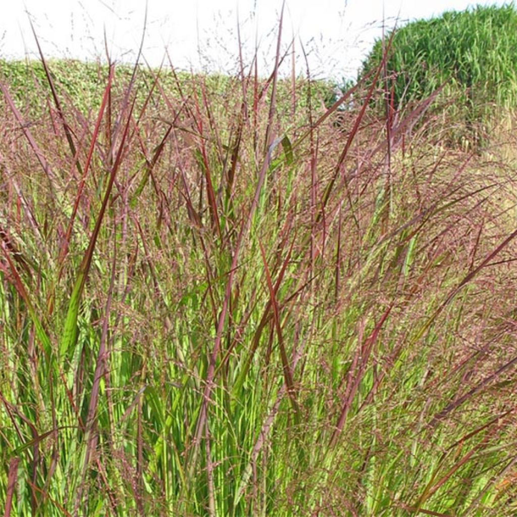 Panicum virgatum Warrior - Ruten-Hirse