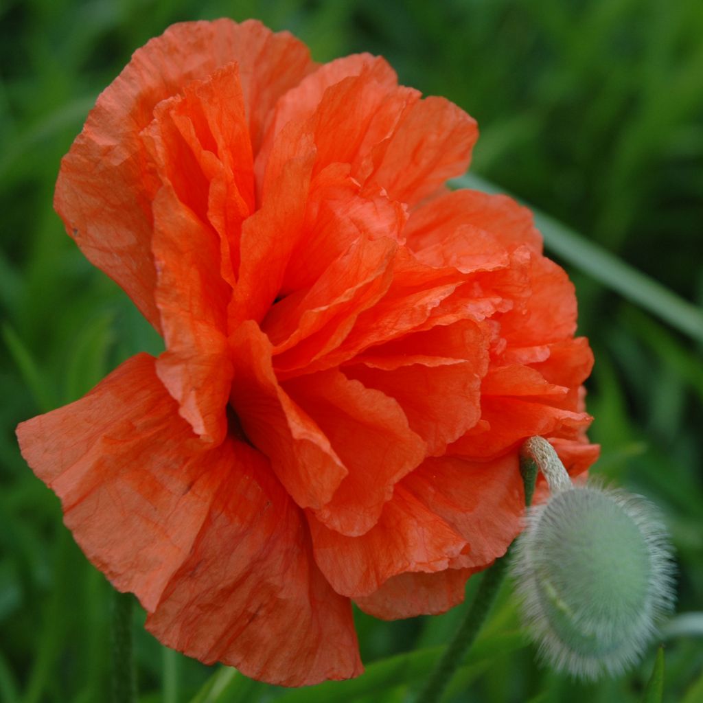 Orientalischer Mohn May Queen - Papaver orientale