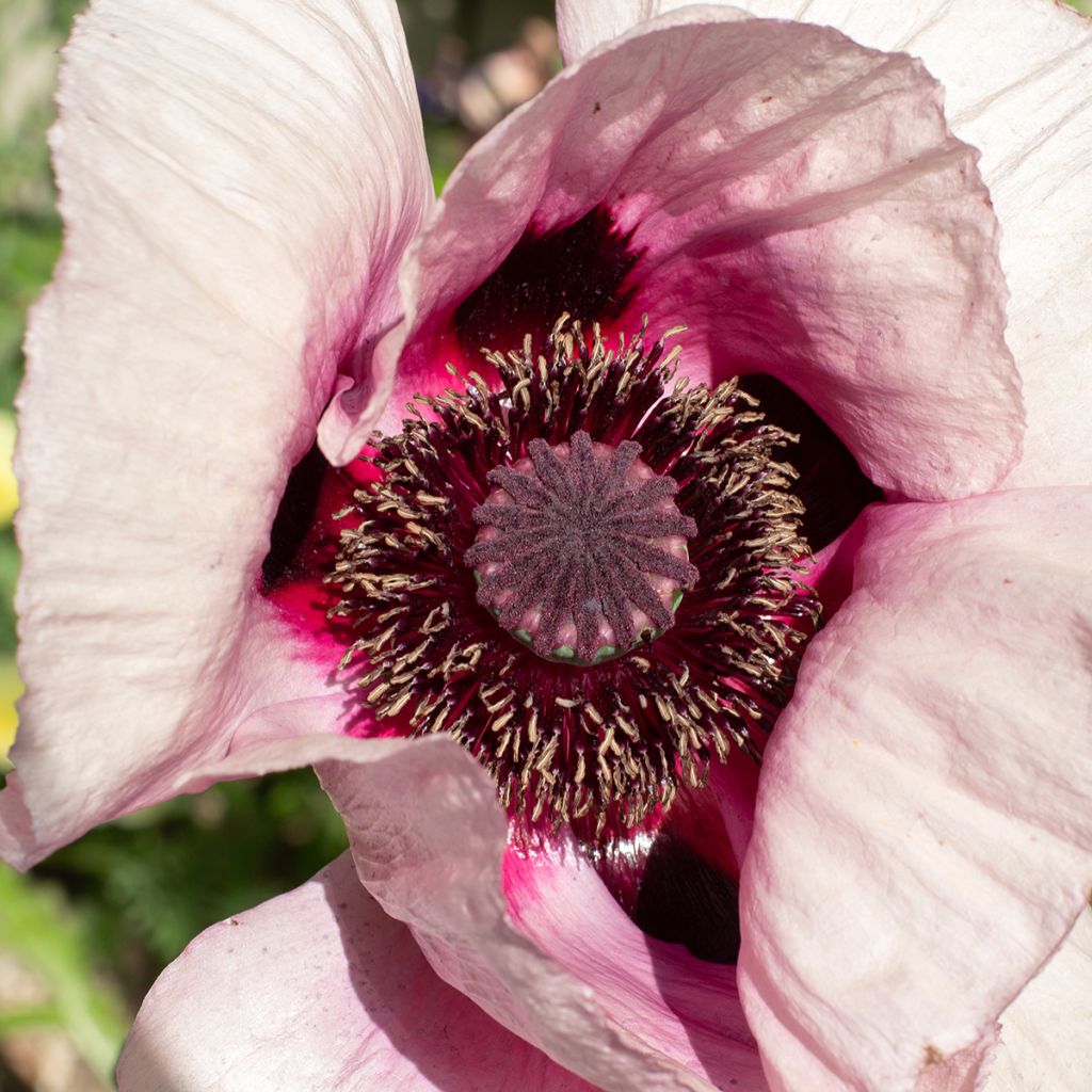 Orientalischer Mohn Royal Wedding - Papaver orientale