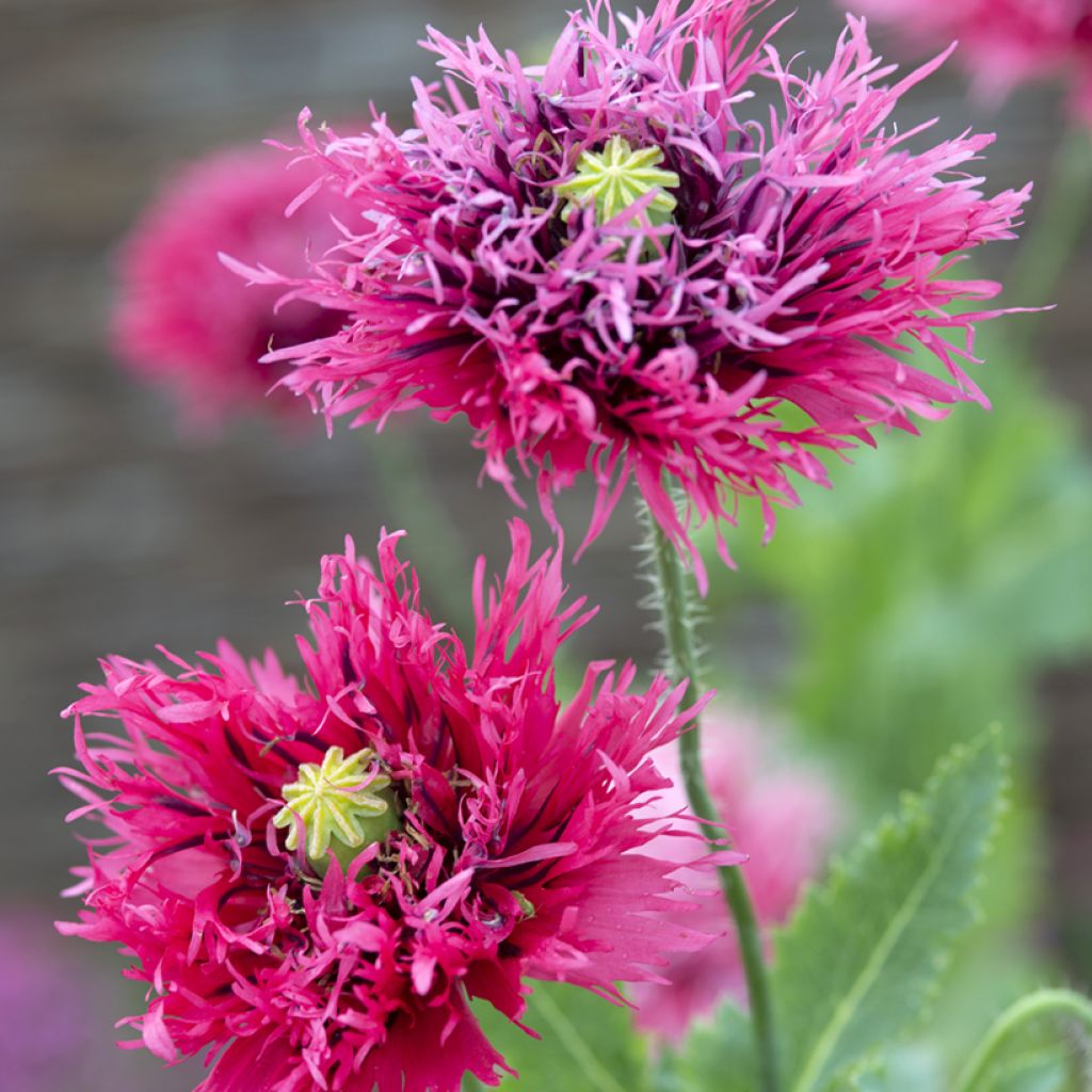 Schlafmohn Rose Feathers (Samen) - Papaver