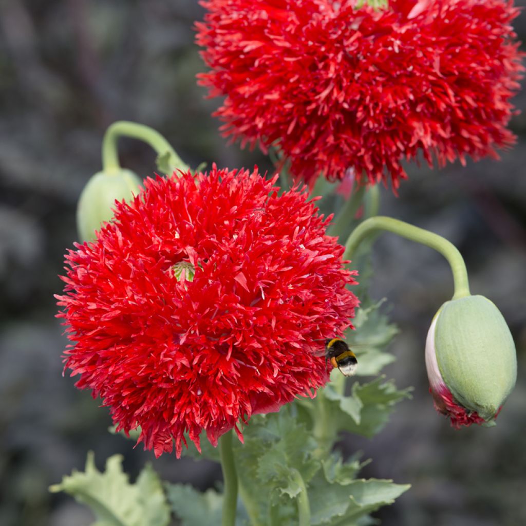 Schlafmohn Scarlet (Samen) - Papaver