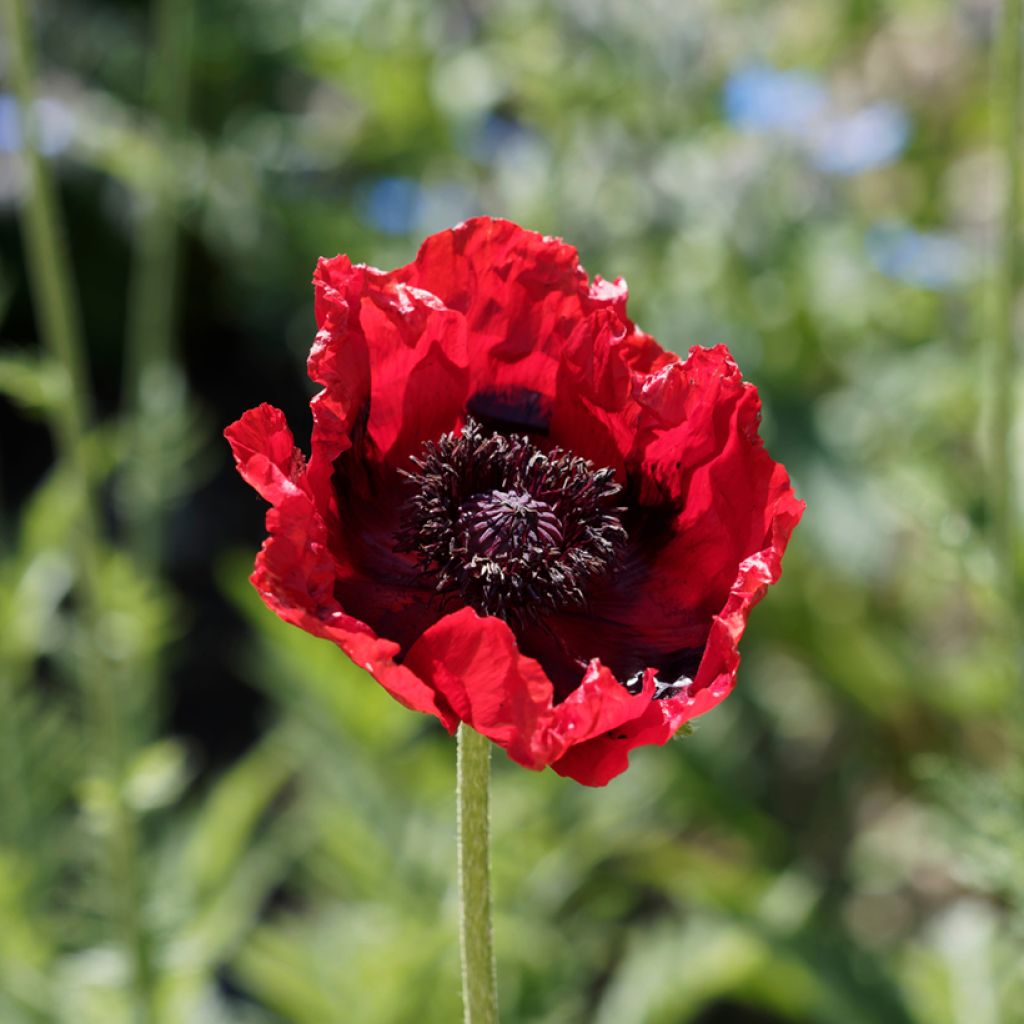 Papaver bracteatum Great Scarlet (Samen) - Armenischer Mohn