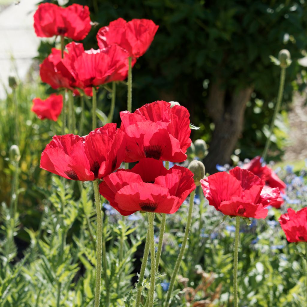 Papaver bracteatum Great Scarlet (Samen) - Armenischer Mohn