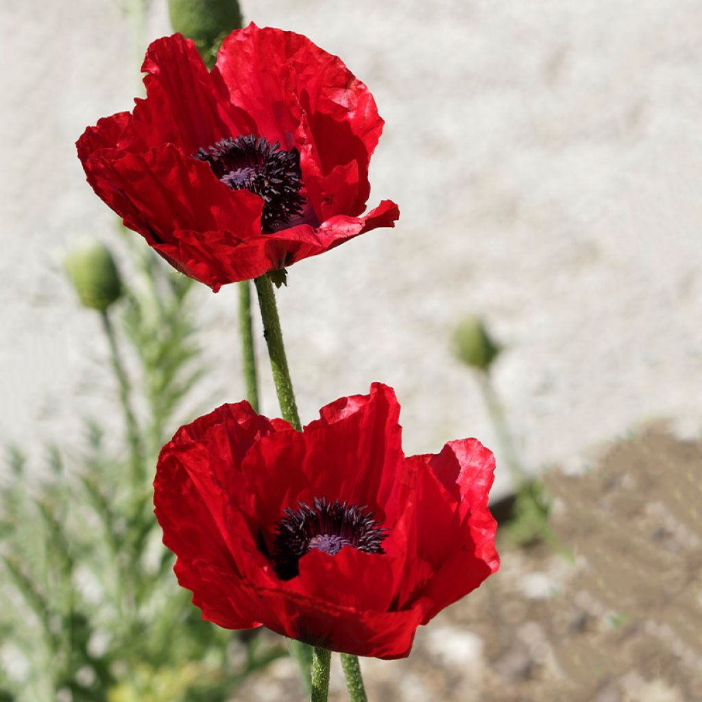 Papaver bracteatum Great Scarlet (Samen) - Armenischer Mohn