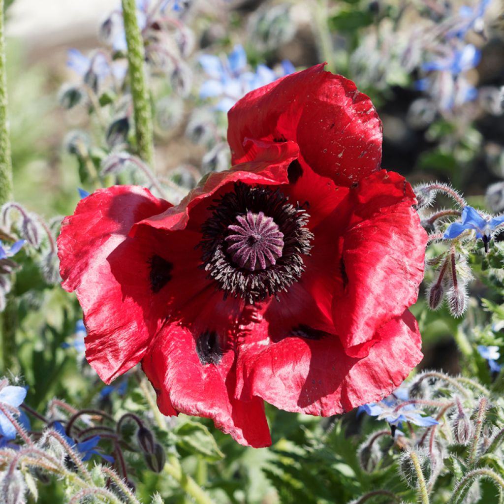 Papaver bracteatum Great Scarlet (Samen) - Armenischer Mohn