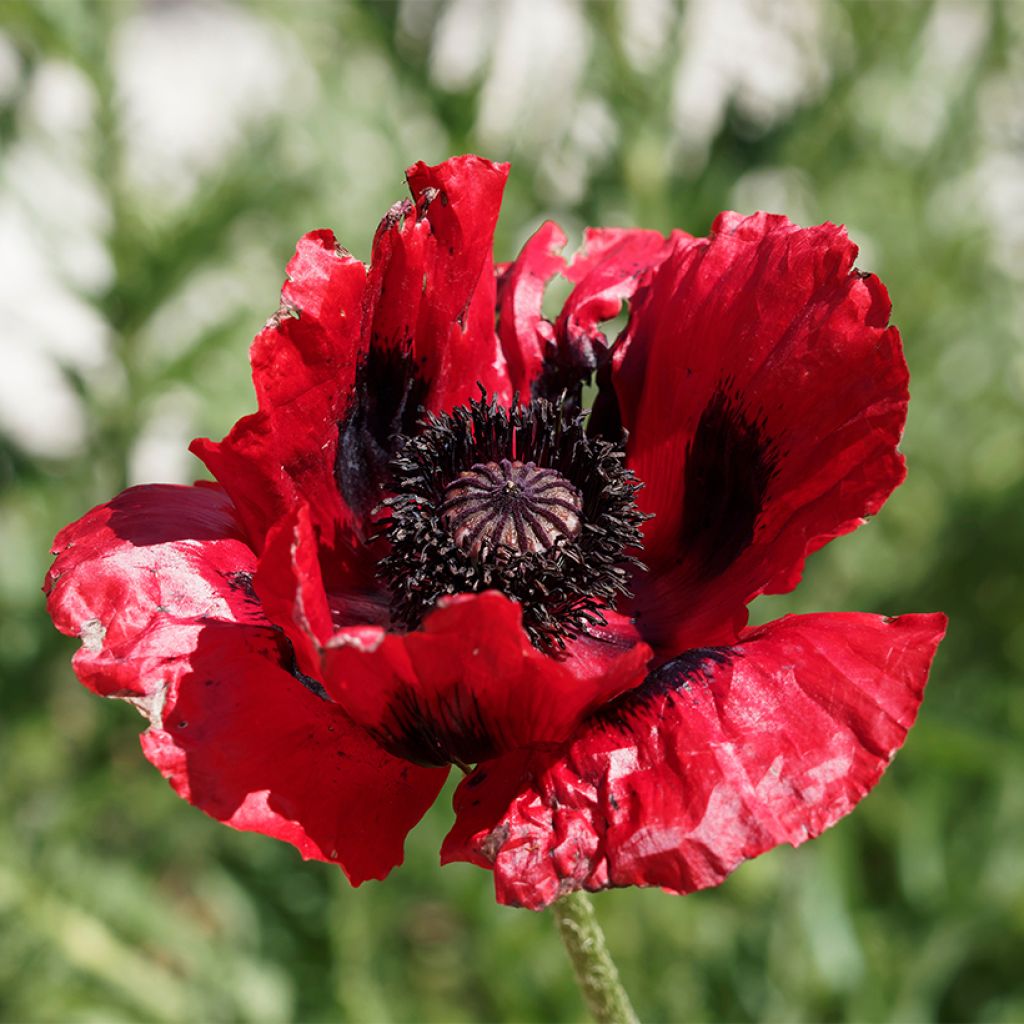 Papaver bracteatum Great Scarlet (Samen) - Armenischer Mohn
