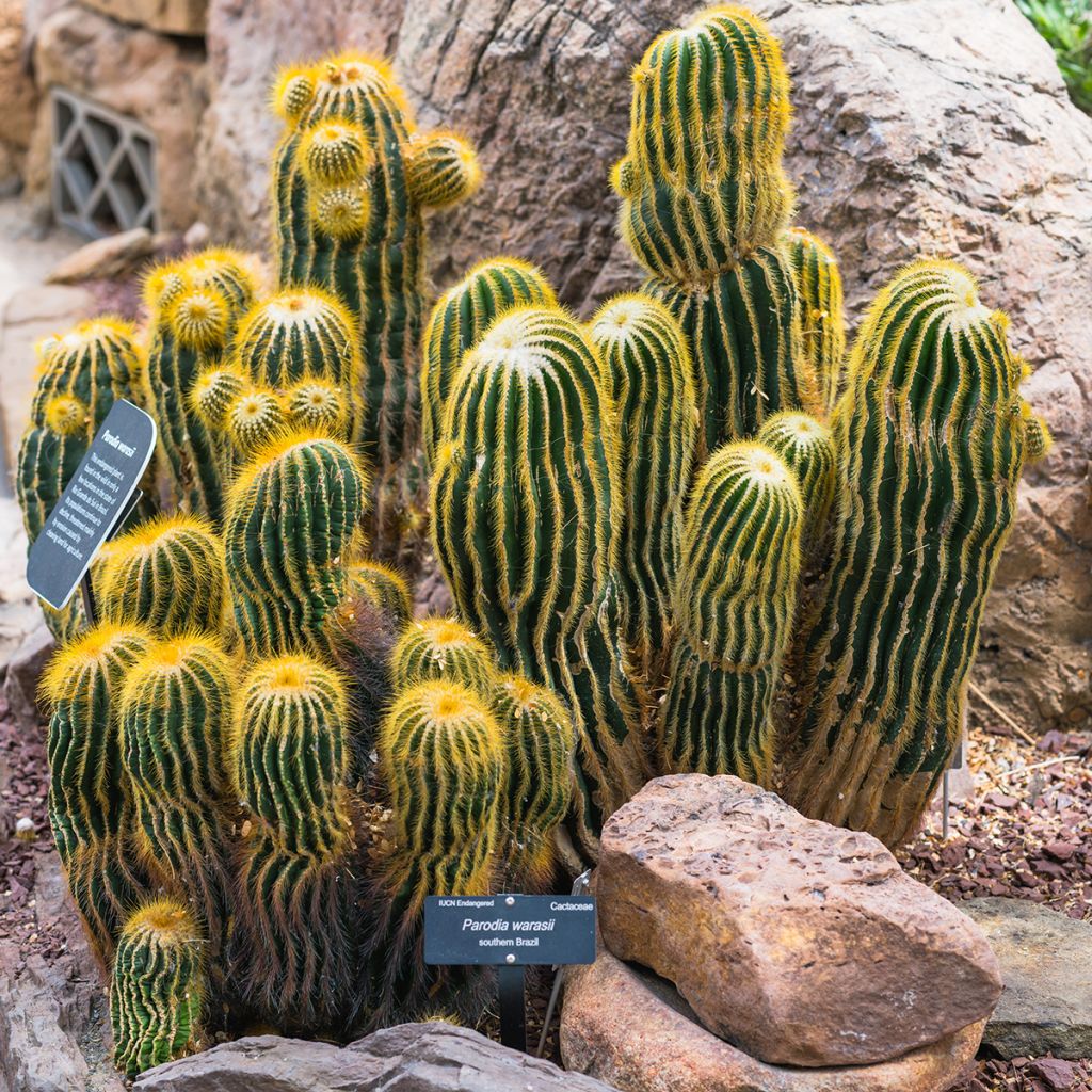 Parodia warasii - Notocactus warasii