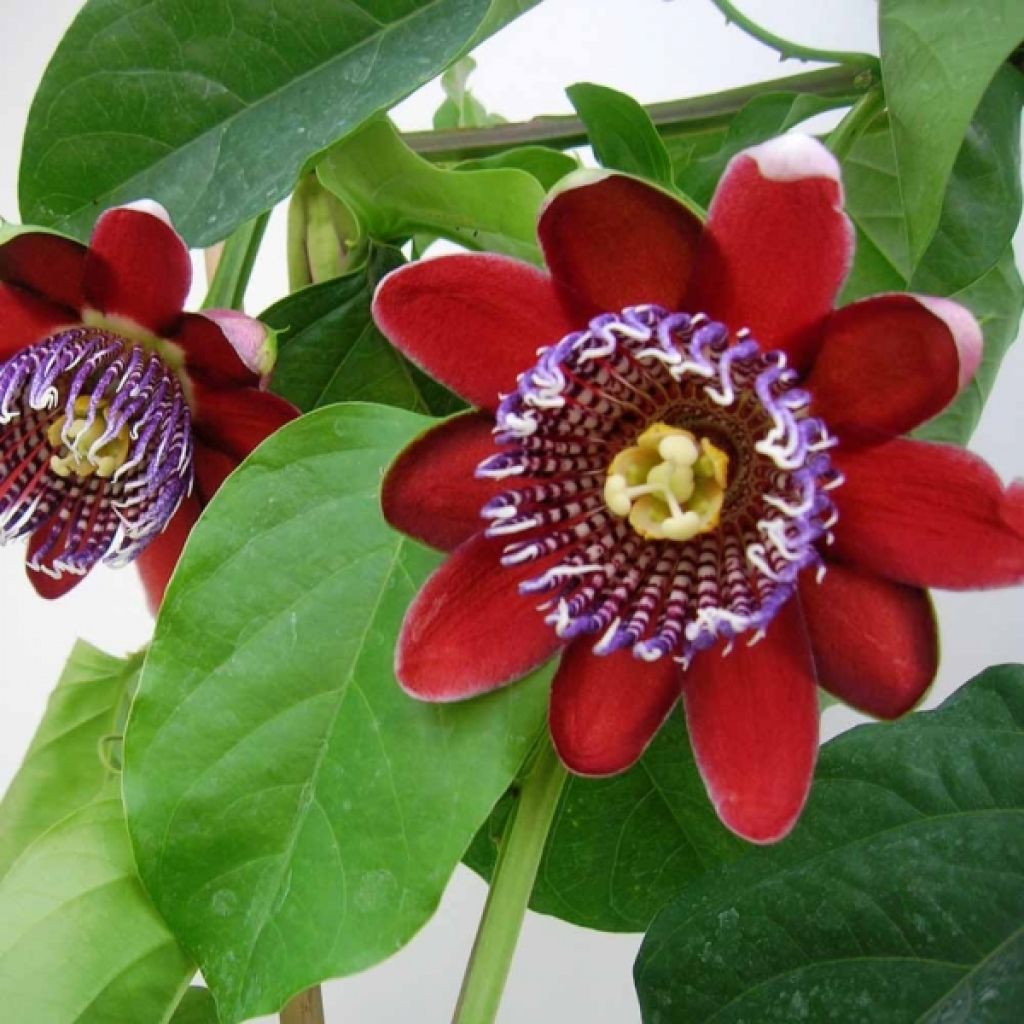 Passionsblume - Passiflora alata