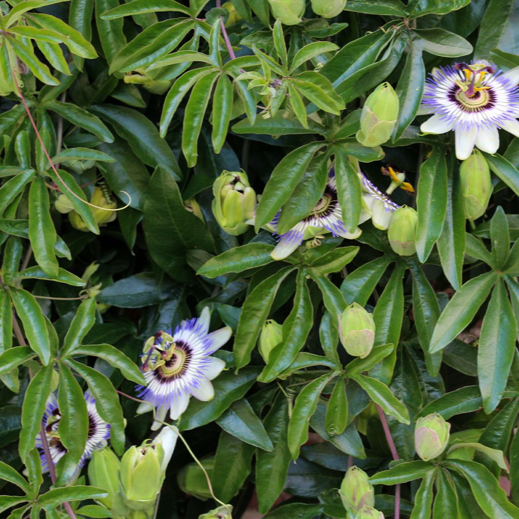 Passiflore, Fleur de la passion - Passiflora caerulea Clear Sky livré en hauteur 60 cm en pot de 1,5l/2l