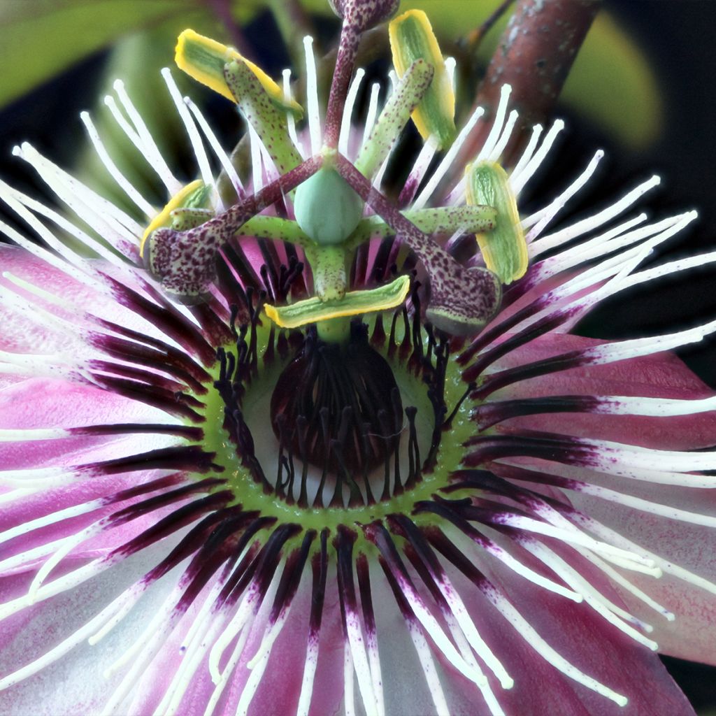 Passionsblume Eden - Passiflora