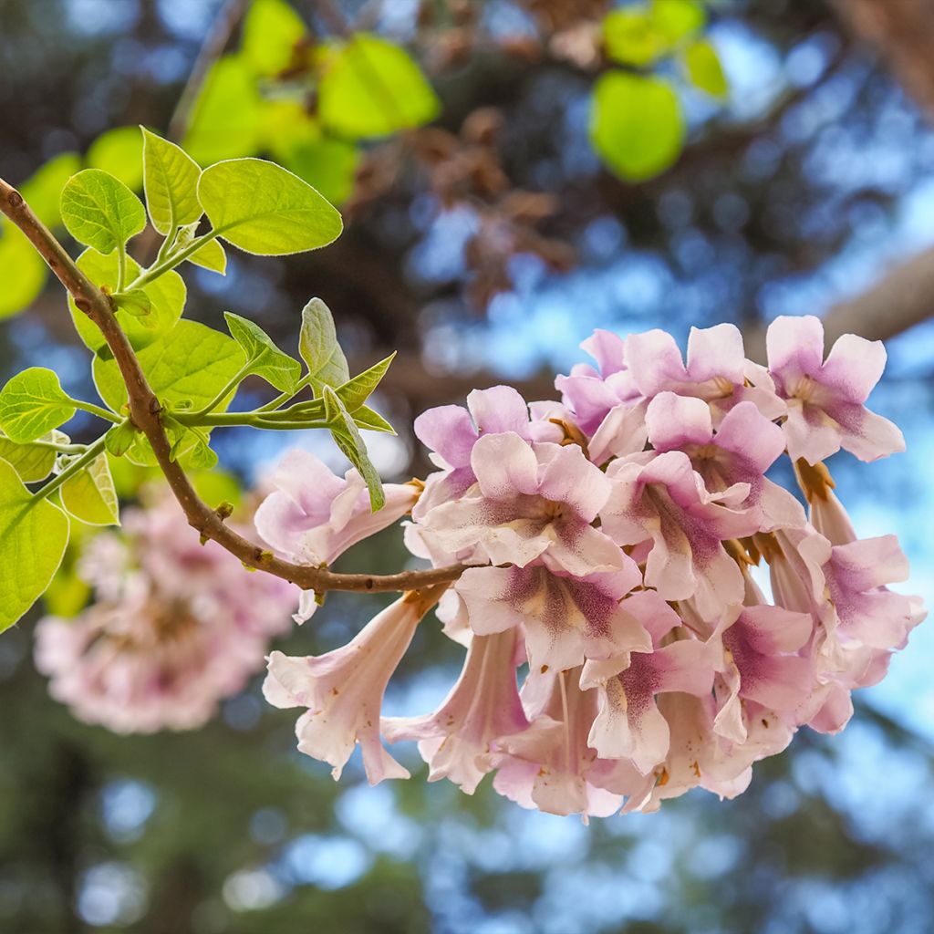 Paulownia elongata - Blauglockenbaum