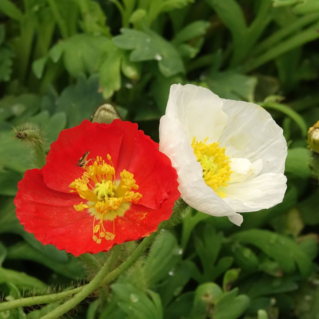 Papaver nudicaule Gartenzwerg - Isländischer Mohn