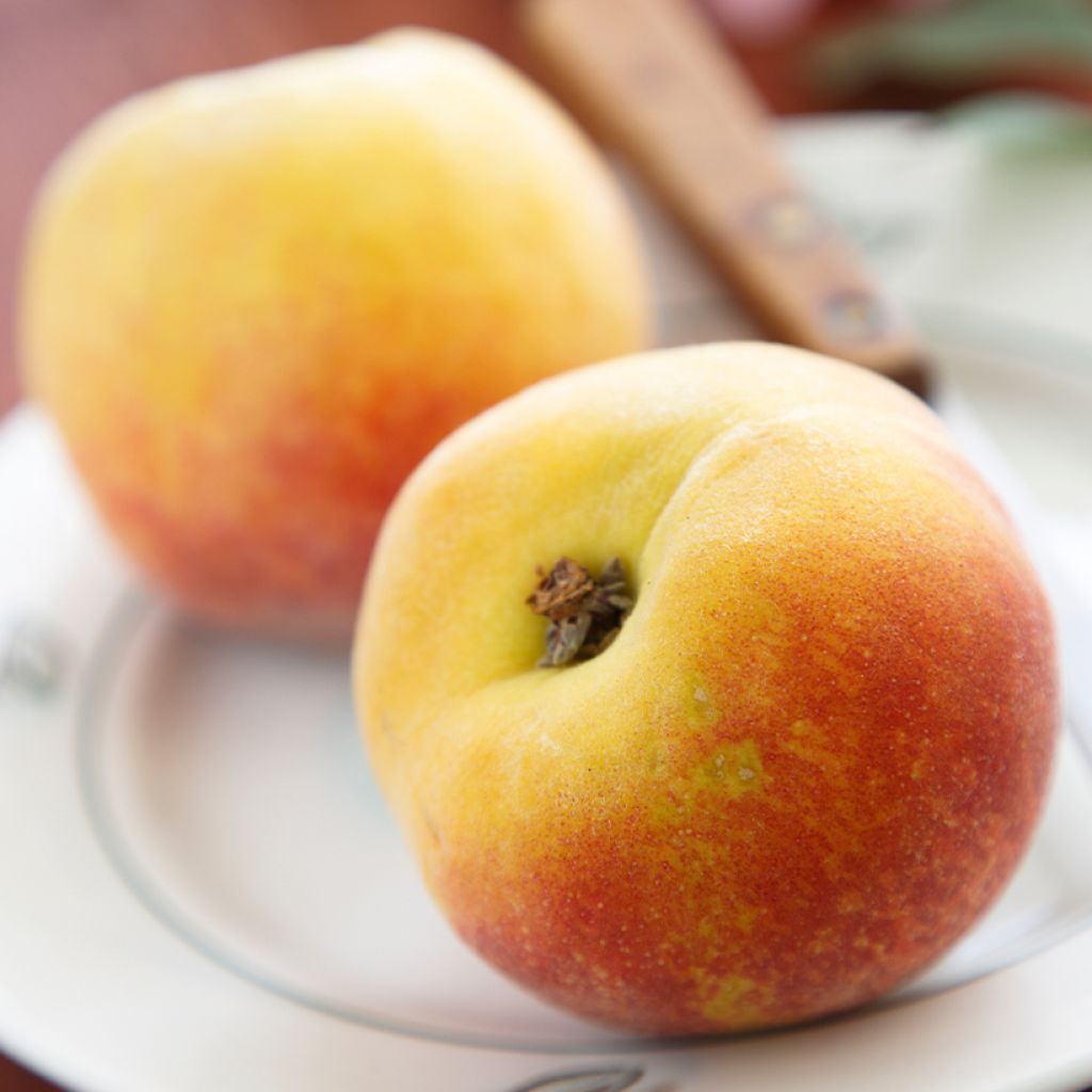 Pfirsich Belle Angevine Bio - Prunus persica