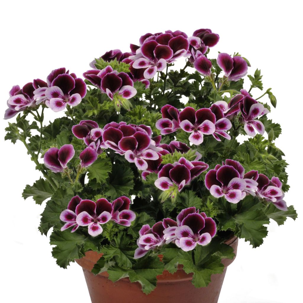 Englische Geranie Angel's Perfume - Pelargonium