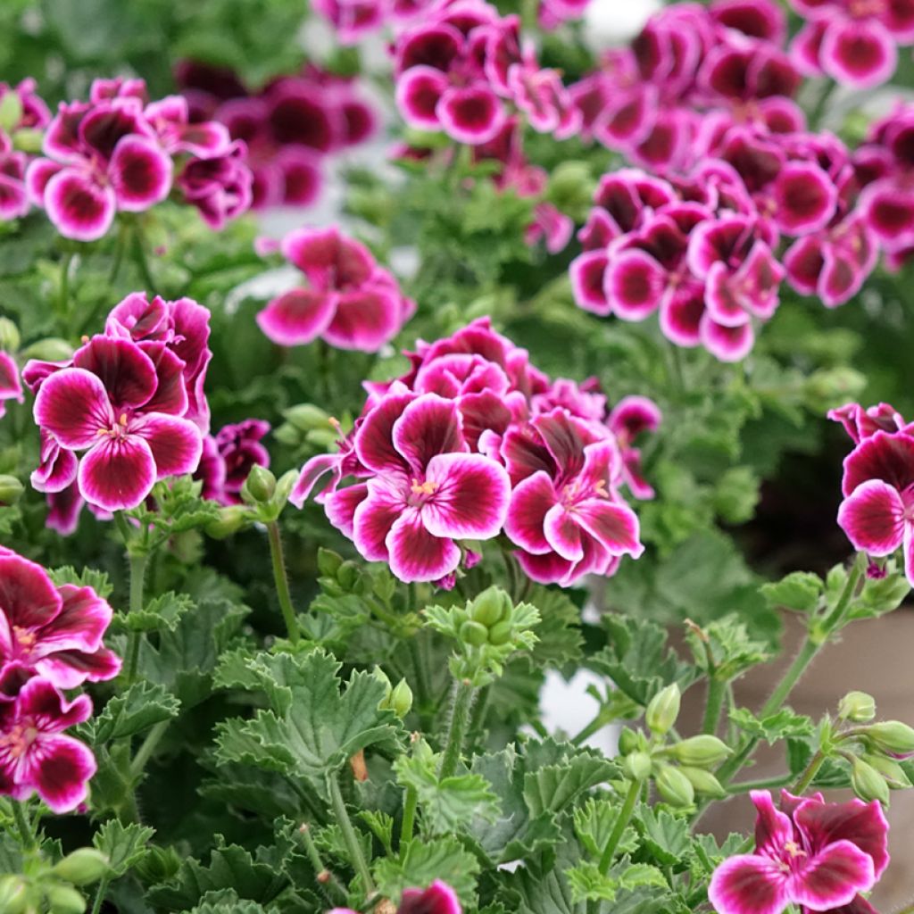 Duftende Pelargonie Mosquitaway Megan - Pelargonium