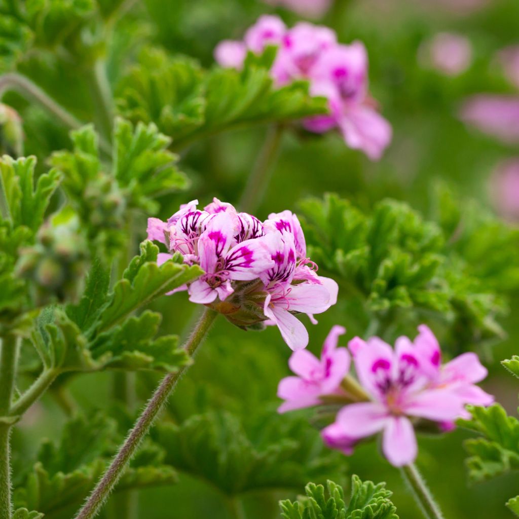 Duftende Pelargonie - Pelargonium quercifolium