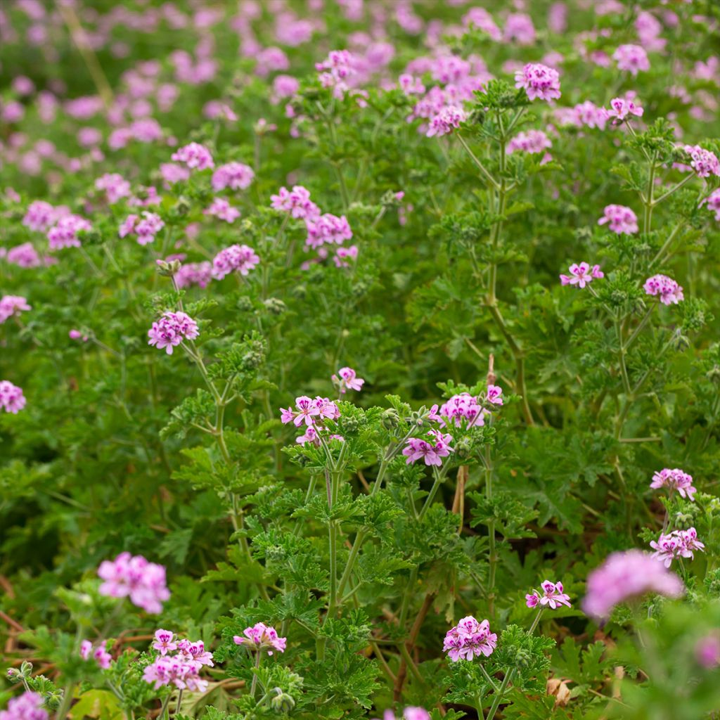 Duftende Pelargonie - Pelargonium quercifolium