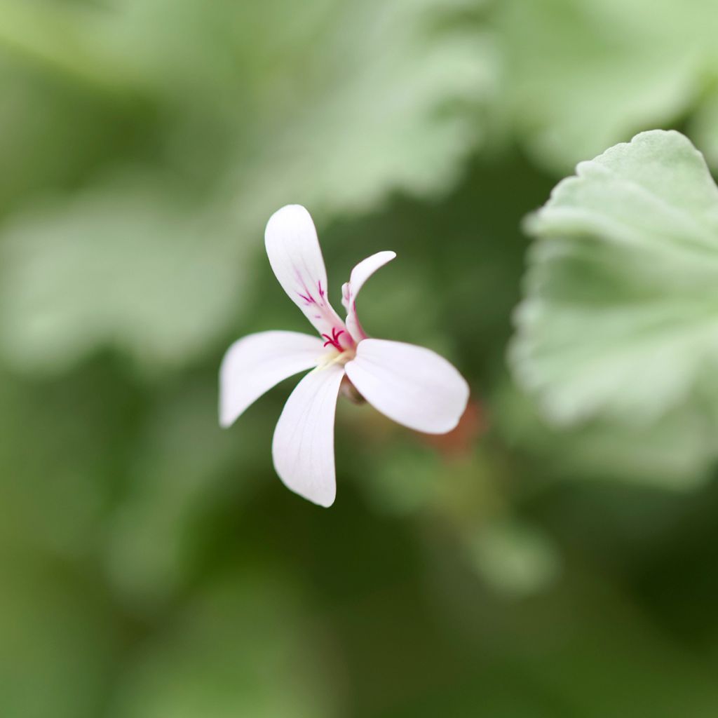 Pelargonium odoratissimum