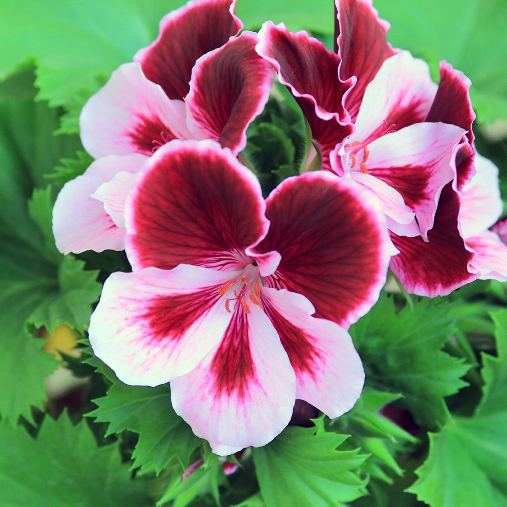 Englische Geranie Angeleyes Burgundy - Pelargonium