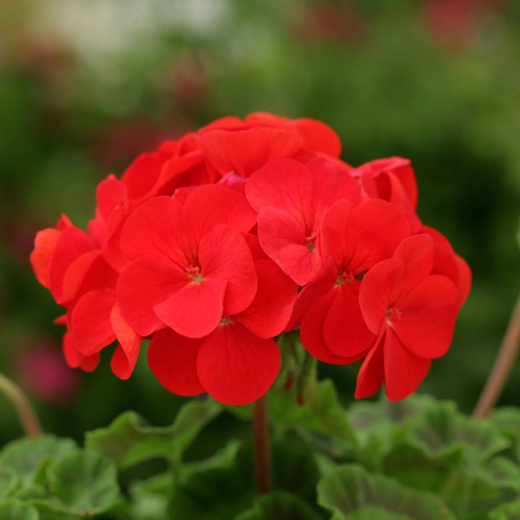 Zonal-Pelargonie F2 Scarlet (Samen) - Pelargonium