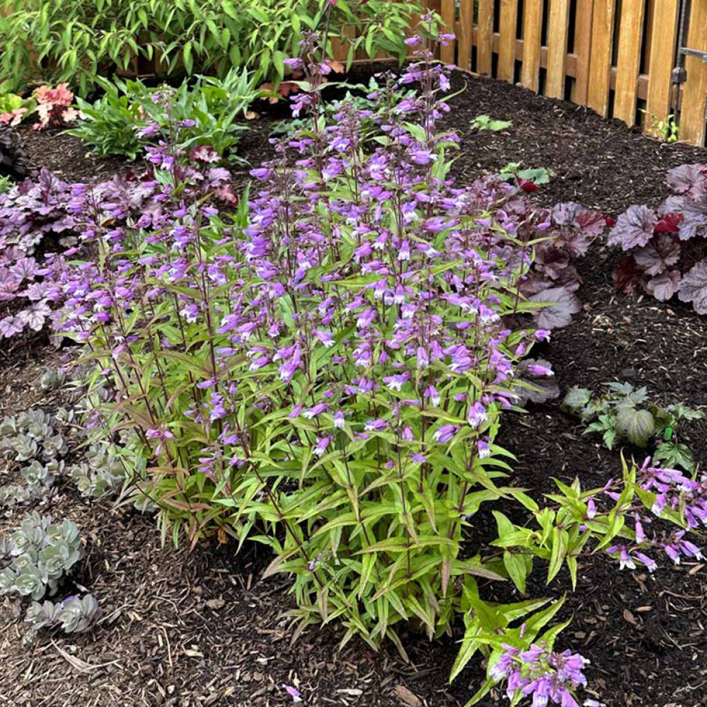 Penstemon Nova Twilight - Galane