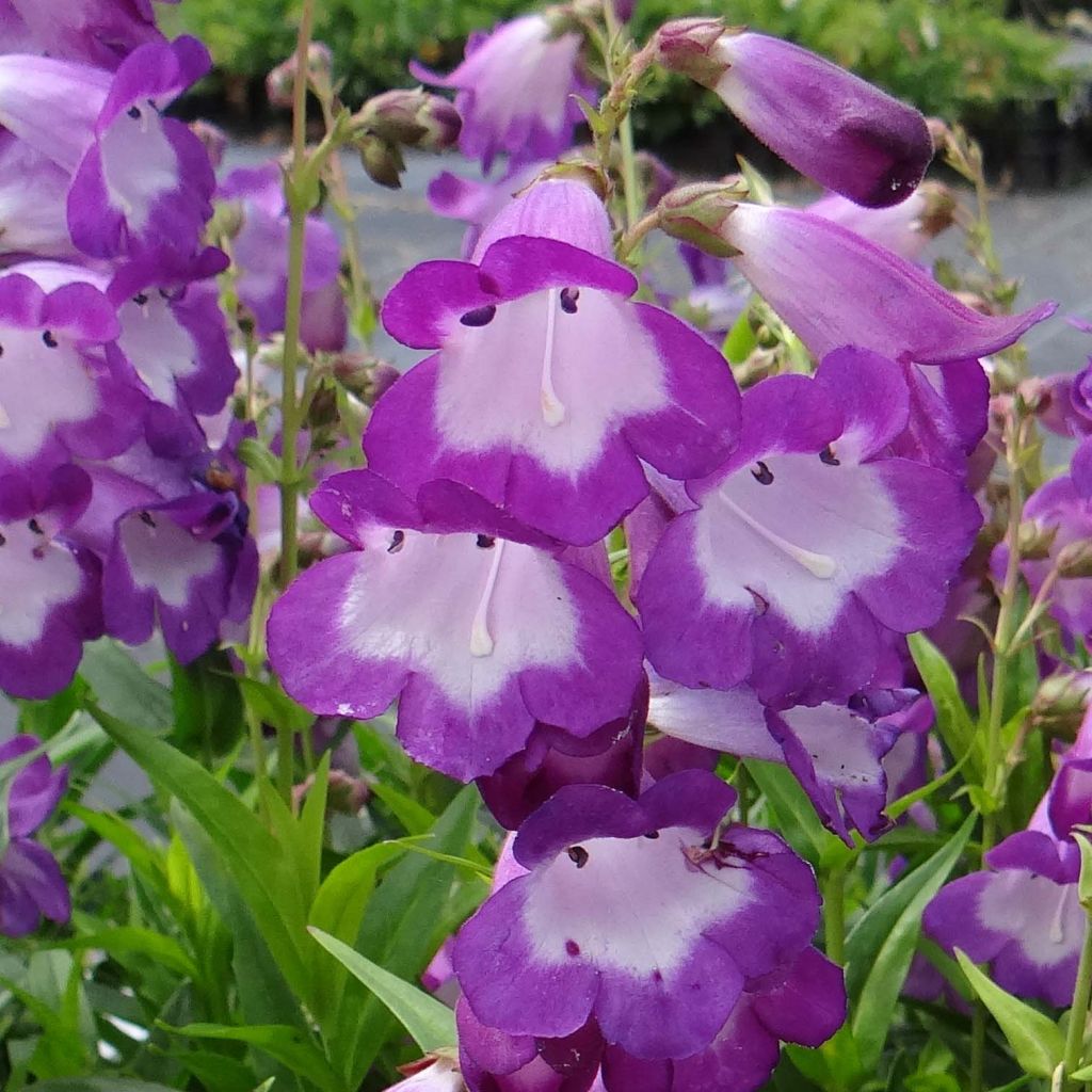 Penstemon Pensham Czar - Bartfaden