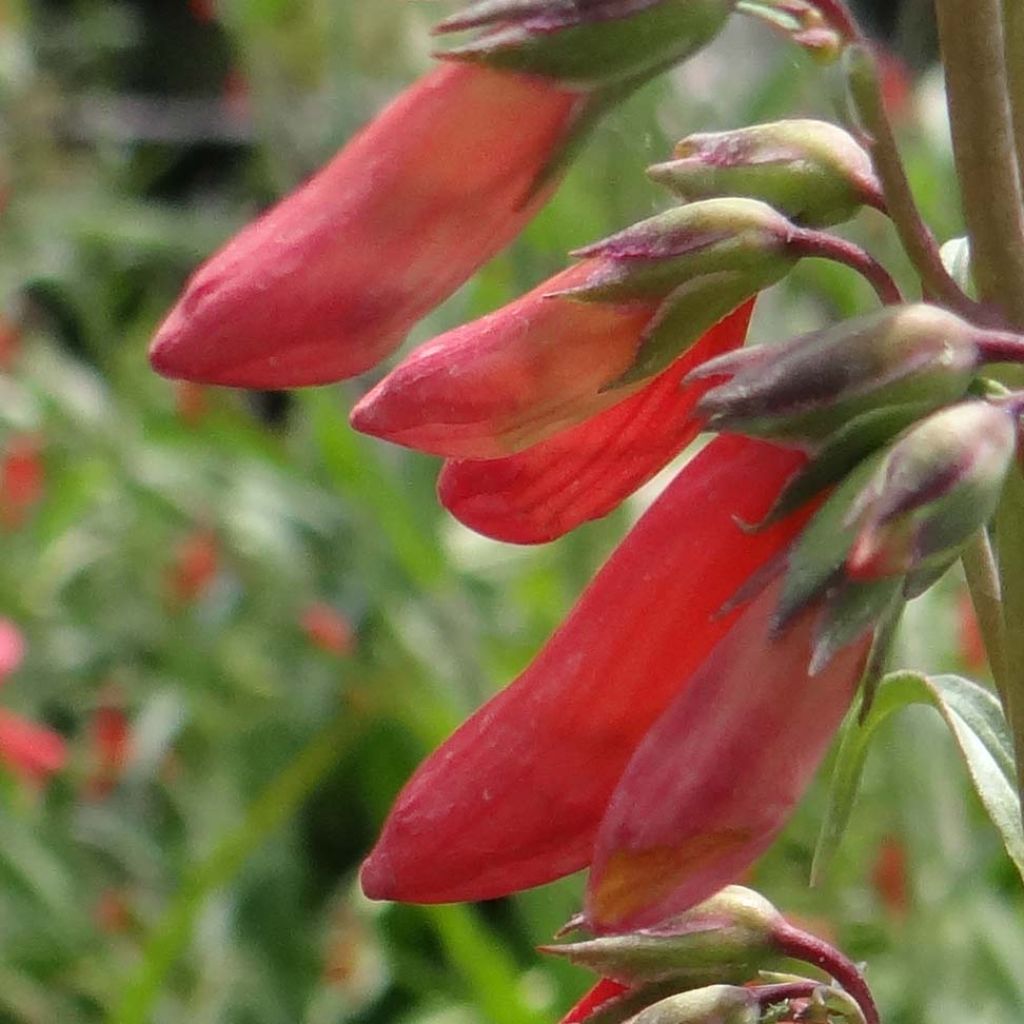 Penstemon barbatus Coccineus - Bartfaden