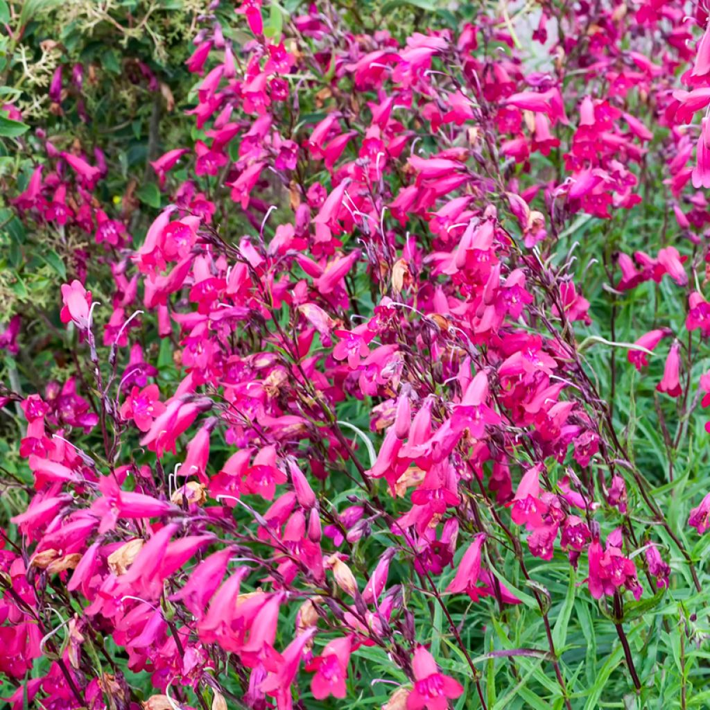 Penstemon Garnet - Bartfaden
