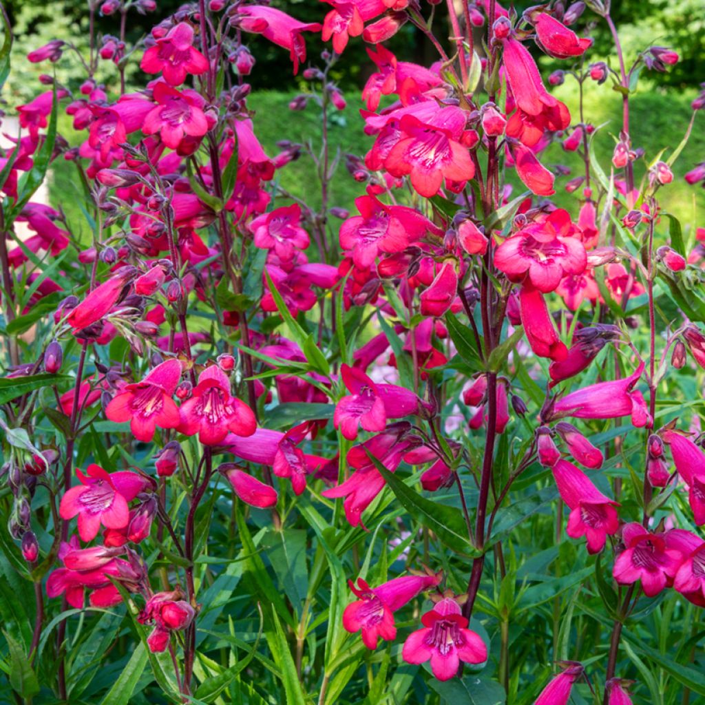 Penstemon Schoenholzeri - Bartfaden