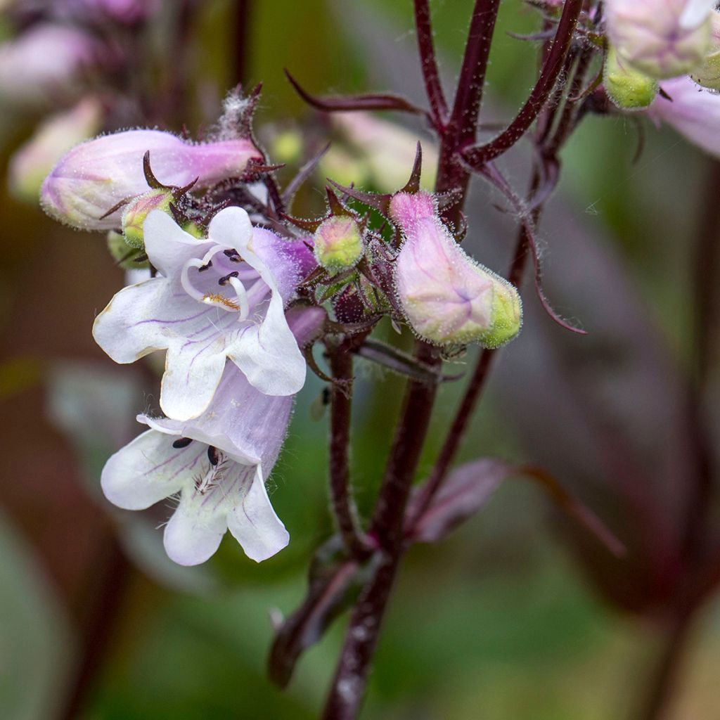 Penstemon digitalis Husker Red (Samen) - Fingerhutförmiger Bartfaden