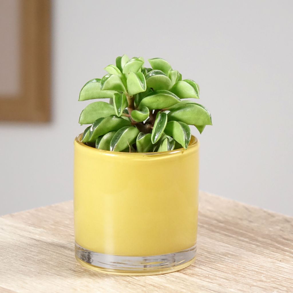 Peperomia Fire Sparks - Zwergpfeffer