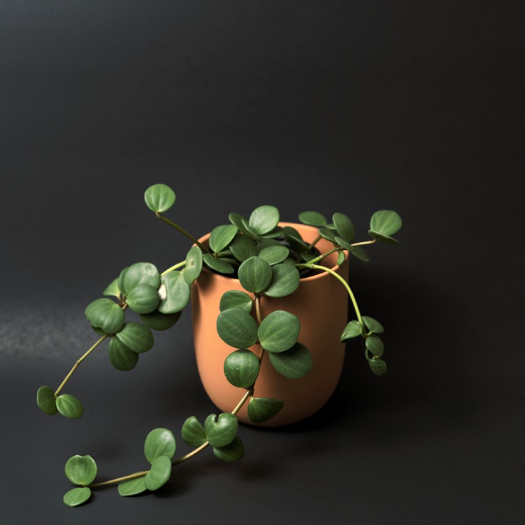 Peperomia Hope - Zwergpfeffer