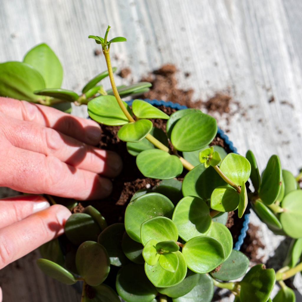 Peperomia Hope - Zwergpfeffer