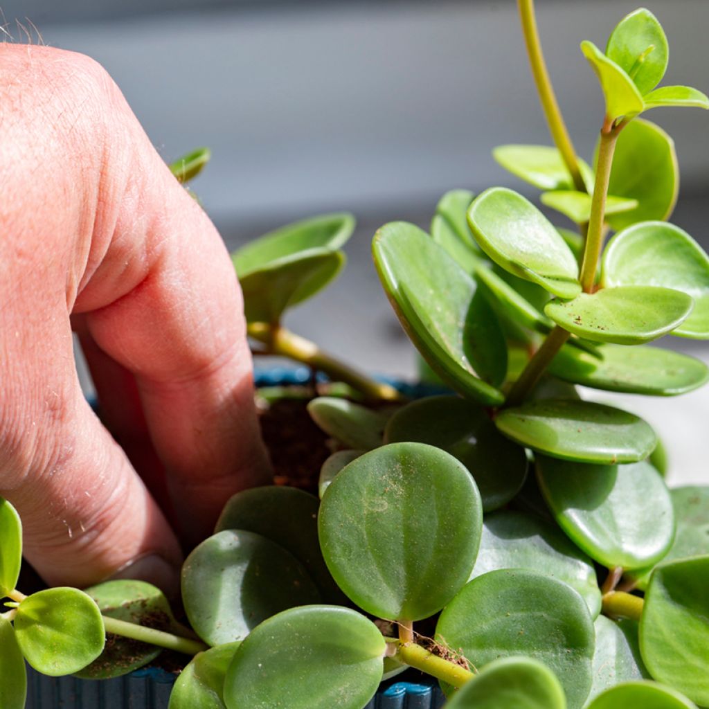 Peperomia Hope - Zwergpfeffer