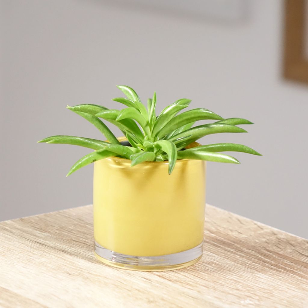 Peperomia Nevada - Zwergpfeffer