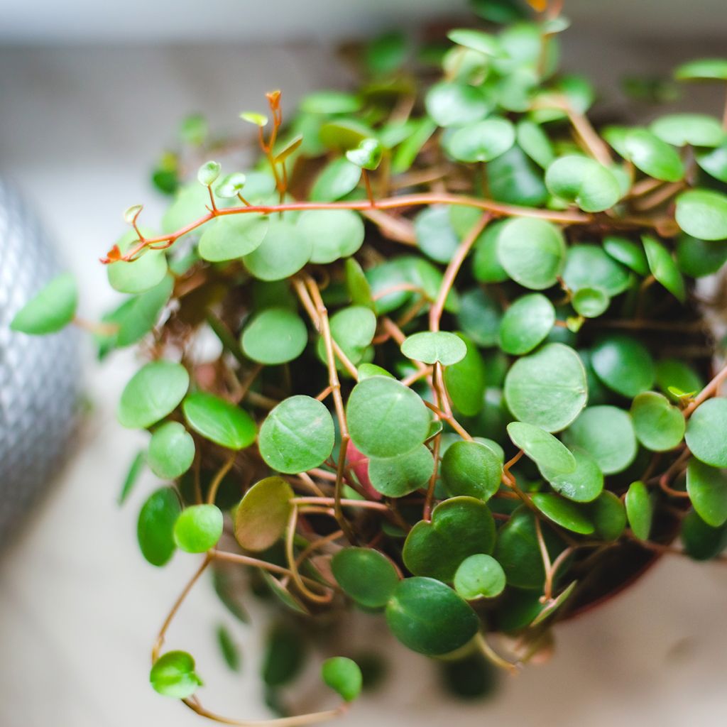 Peperomia Pepperspot - Zwergpfeffer