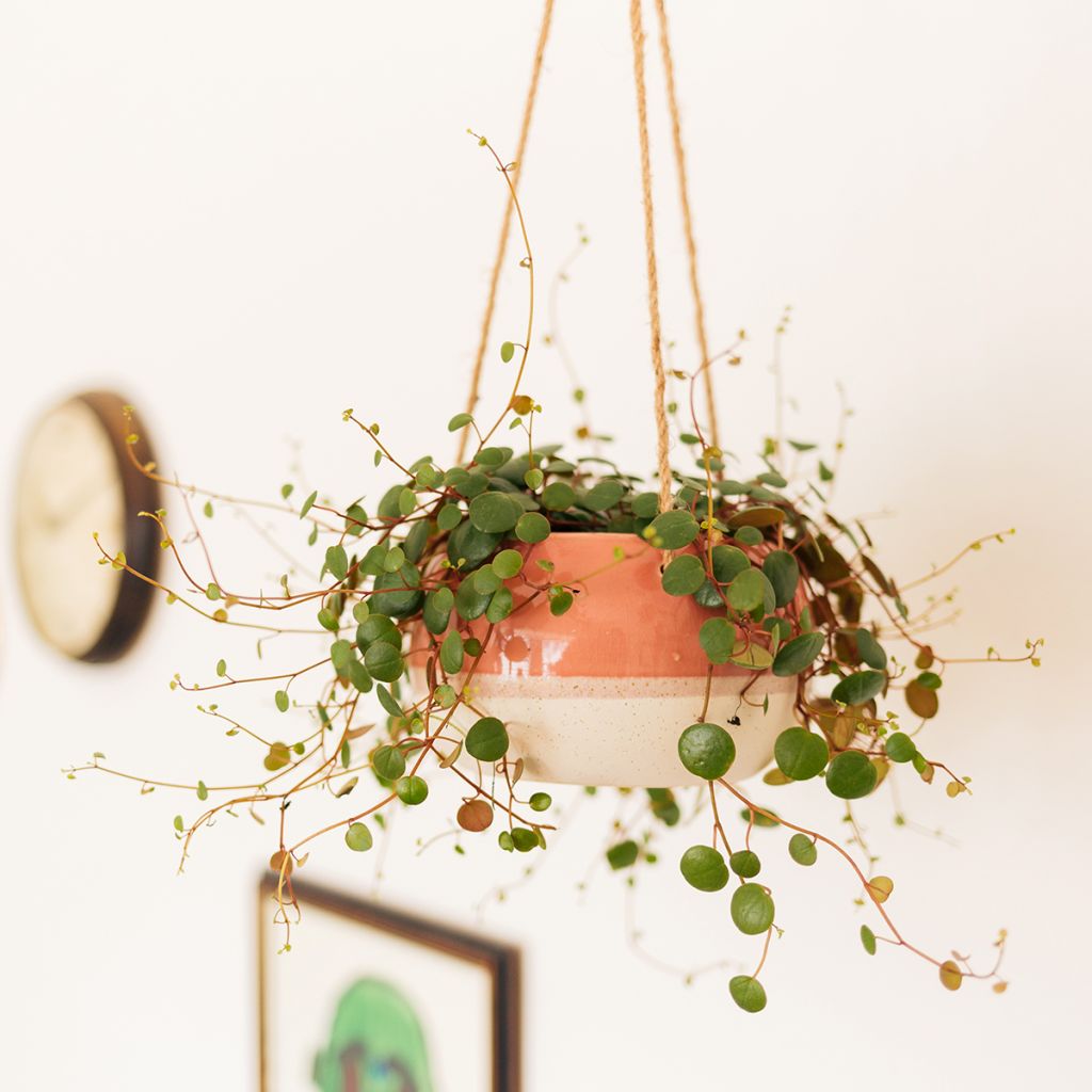 Peperomia Pepperspot - Zwergpfeffer