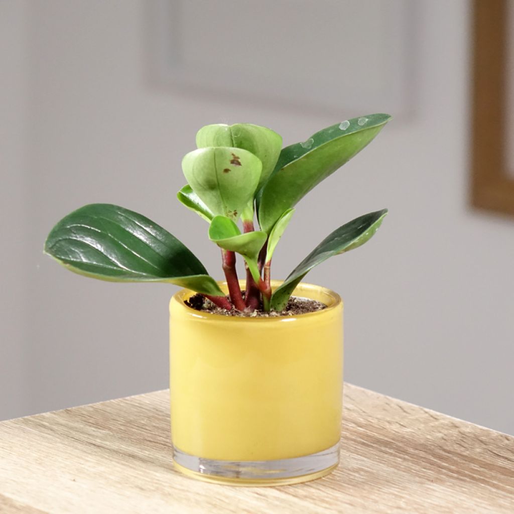 Peperomia Red Canyon - Zwergpfeffer