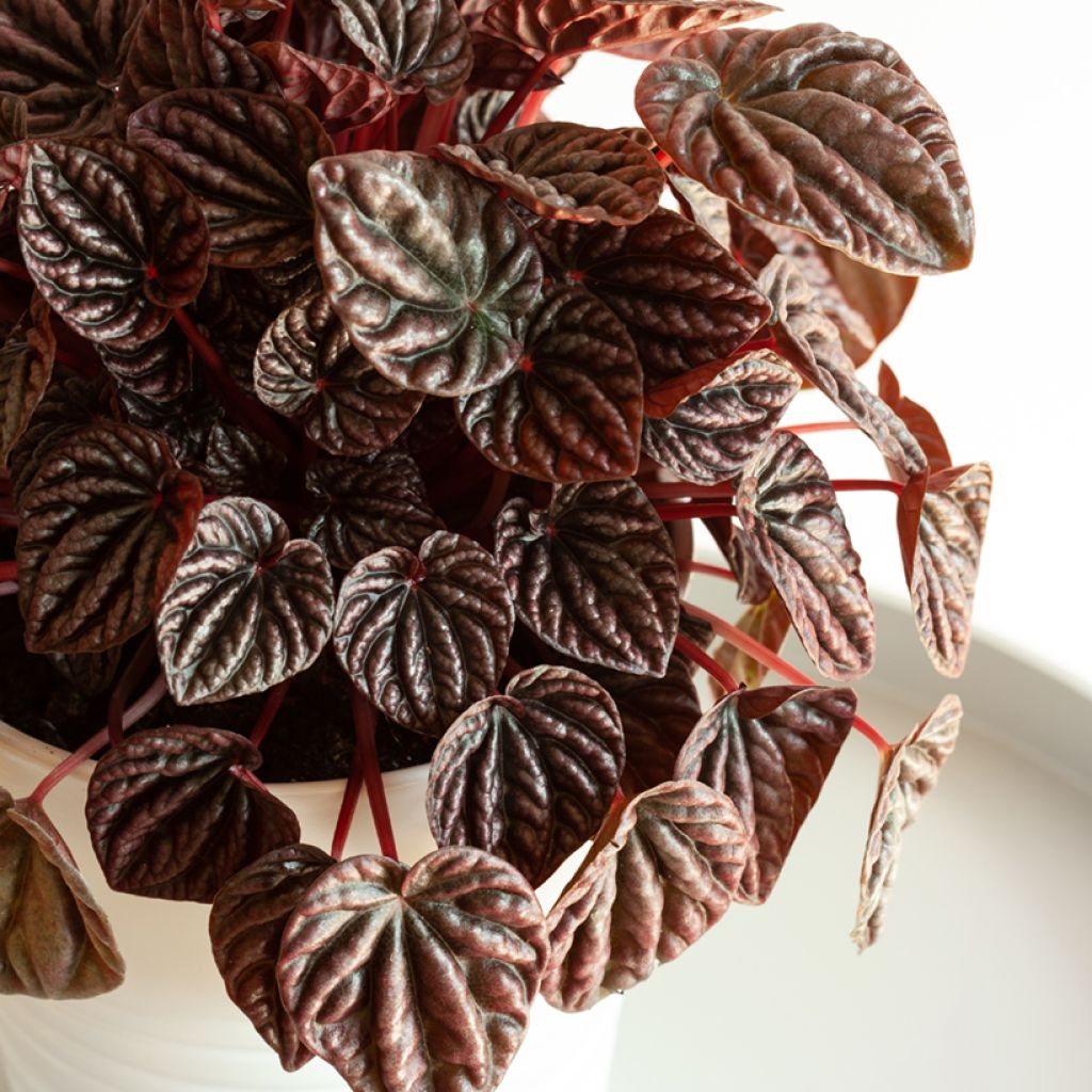 Peperomia caperata Luna - Zwergpfeffer