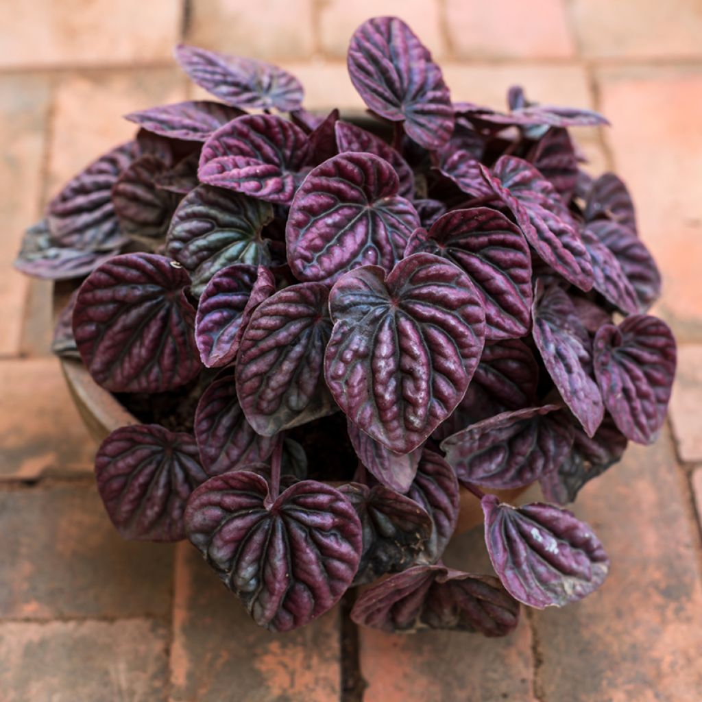 Peperomia caperata Luna - Zwergpfeffer