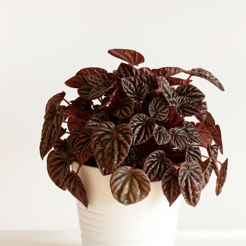 Peperomia caperata Luna - Zwergpfeffer