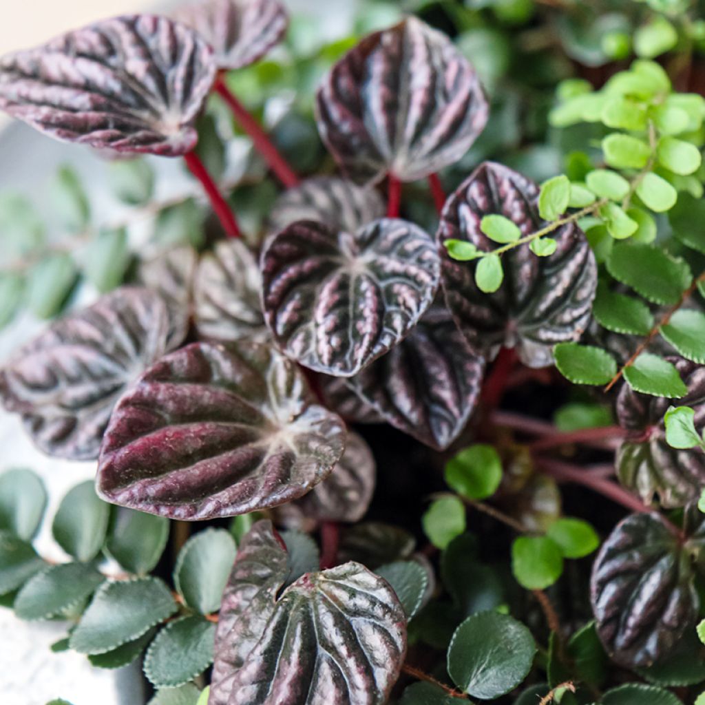Peperomia caperata Montevideo - Zwergpfeffer