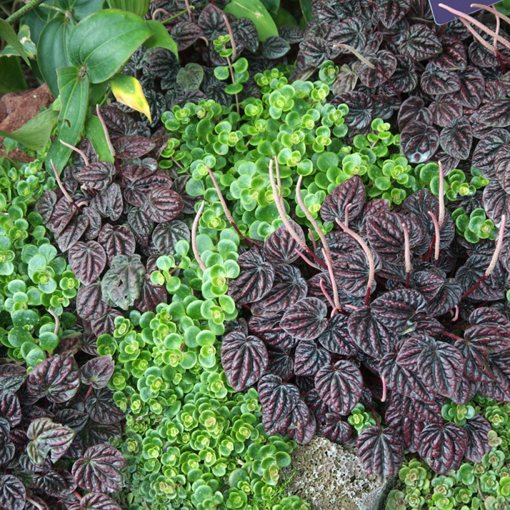 Peperomia caperata Montevideo - Zwergpfeffer