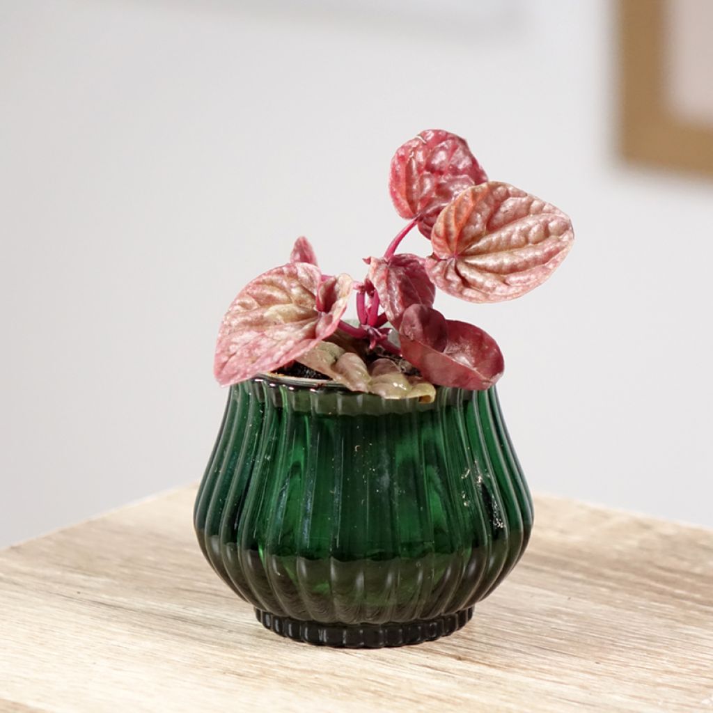 Peperomia caperata Quito - Zwergpfeffer